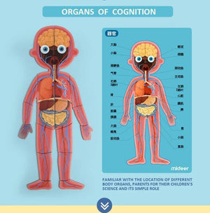 Mideer Human Cognition Puzzle - HN Bazar 