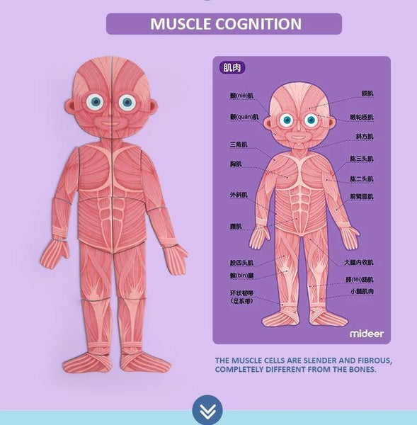 Load image into Gallery viewer, Mideer Human Cognition Puzzle - HN Bazar 
