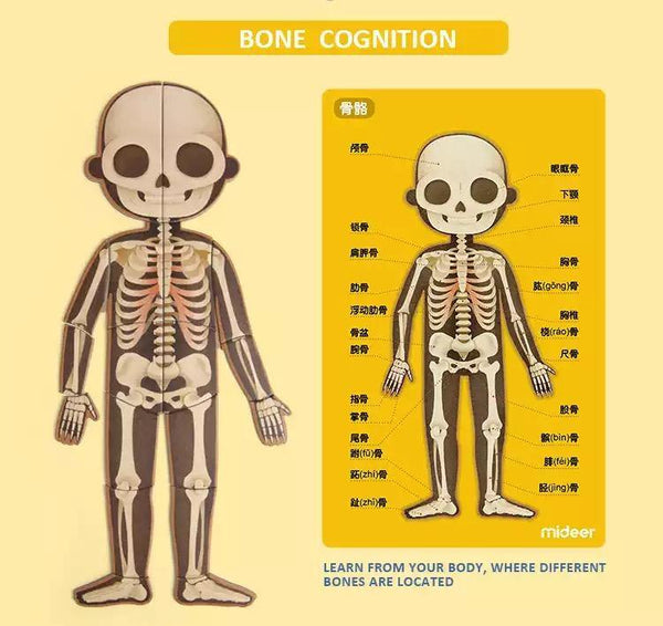 Load image into Gallery viewer, Mideer Human Cognition Puzzle - HN Bazar 
