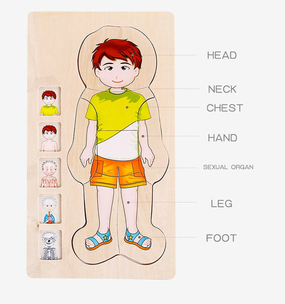 Load image into Gallery viewer, Wooden Body Cognition Baby Puzzles CNF6

