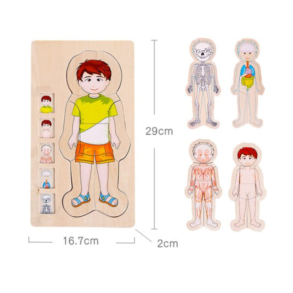 Load image into Gallery viewer, Wooden Body Cognition Baby Puzzles CNF6
