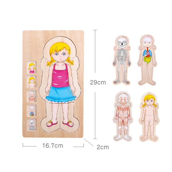 Load image into Gallery viewer, Wooden Body Cognition Baby Puzzles CNF6

